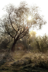 Obraz na płótnie Canvas rising sun rays through the trees