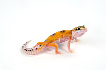 Leopard-Gecko, Leopardgecko (Eublepharis macularius), White & Yellow Tangerine -  Freisteller