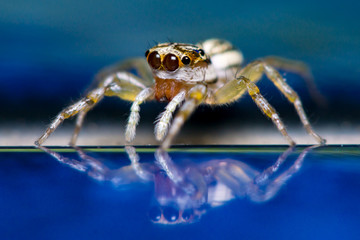 Multi-Coloured Phintella (Phintella versicolor) jumping spider on the floor