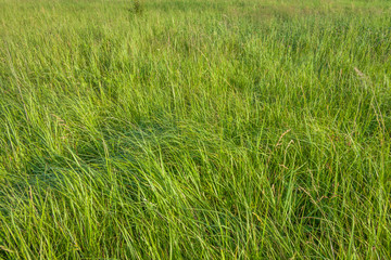 Bright green grass texture