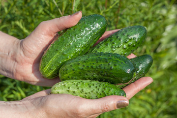 Cucumbers in hands, the harvest in the garden