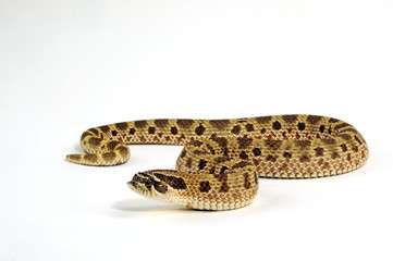 Naklejka premium Westliche Hakennasennatter (Heterodon nasicus)