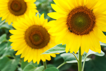 Obraz premium Field with sunflowers