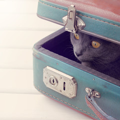 game of hide and seek/ Cat hiding in ambush inside the shabby retro suitcase 
