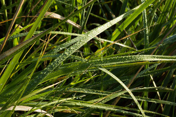 Naklejka premium meadow grass
