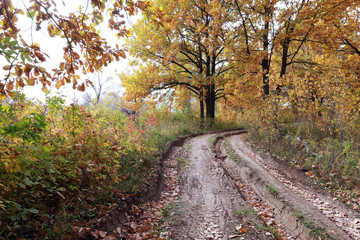 dirt road in autumn forest