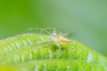 Female lean lynx spider, Oxyopes macilentus (Family: Araneae, subfamily: Oxyopidea) on a leaf