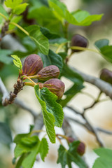 figs ripening on a fig tree