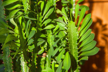 green leaves of Euphorbia trigona
