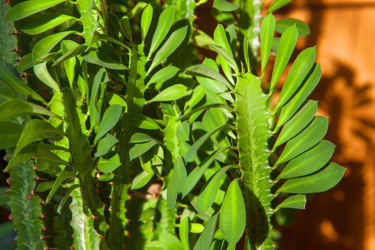 Green Leaves Of Euphorbia Trigona