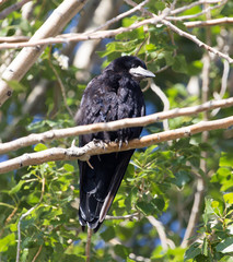 Black crows on a tree in nature