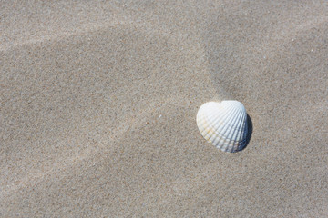 Einzelne Muschel im Sand am Strand