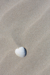 Fototapeta na wymiar Einzelne Muschel im Sand am Strand