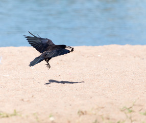 Black crow in flight Sea