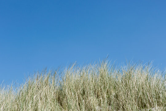 Ostfriesisch Bilder Durchsuchen 537 Archivfotos, und