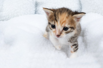 Fototapeta premium Adorable tricolor baby cat trying to walk