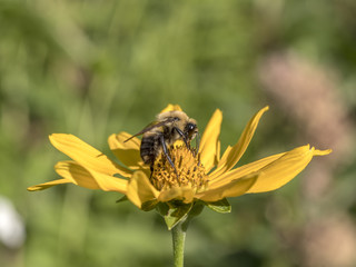 bumblebee, also written bumble bee