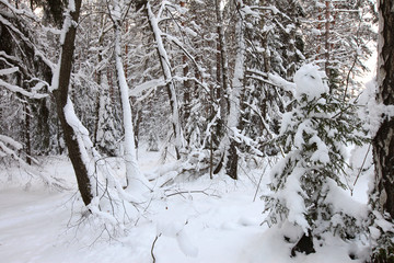 Winter Pine Forest