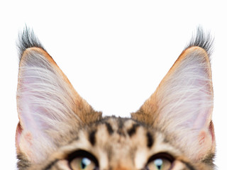 Fototapeta premium Cat ears isolated on white background. Listened kitty - close up of ears Maine Coon kitten - 4,5 months old.