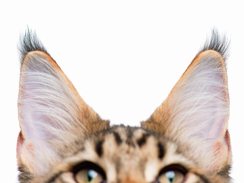 Cat ears isolated on white background. Listened kitty - close up of ears Maine Coon kitten - 4,5 months old.