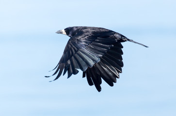 Black crow in flight against blue sky