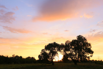 Plakat sunset over the oak grove