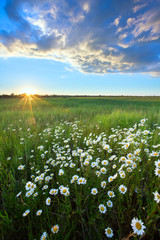 daisies on a meadow