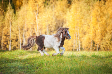 Beautiful painted shetland pony running on the field in autumn
