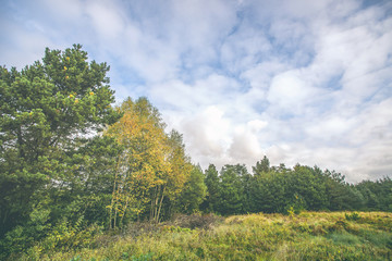 Obraz na płótnie Canvas Autumn landscape with yellow birch trees