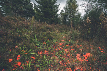 Broken clay pigeons at a shooting range