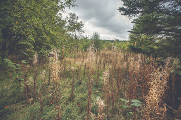 Withered wildflowers in a forest