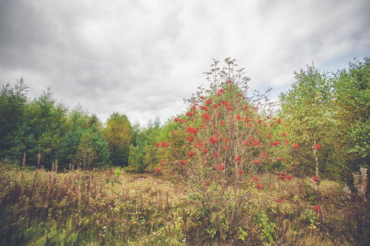 Red berries in autumn in a park