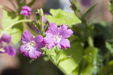 Delicate pink blooms of a Wild Geranium in flower, Sheffield, UK