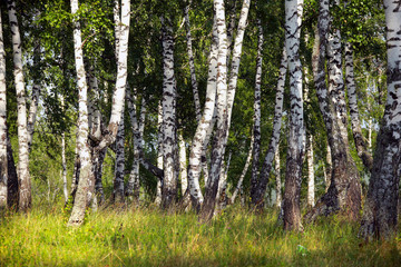 Fototapeta premium birch grove in the Urals
