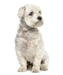 Bichon maltese dog sitting and looking away isolated on white
