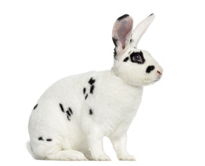 Fototapeta premium Rex Dalmatian Rabbit isolated on white