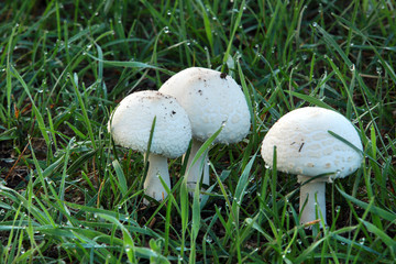 mushrooms in the grass