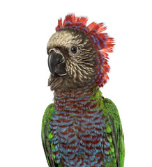 Close-up of Red-fan parrot isolated on white