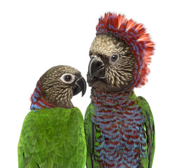 Couple of a Red-fan parrot isolated on white