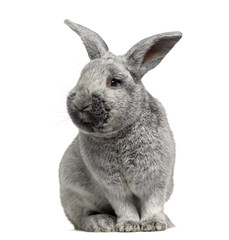 Cute Argente rabbit isolated on white