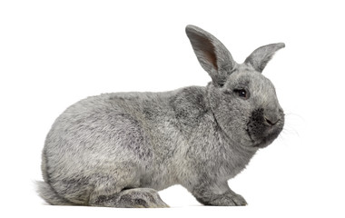 Obraz premium Side view of a Argente rabbit isolated on white