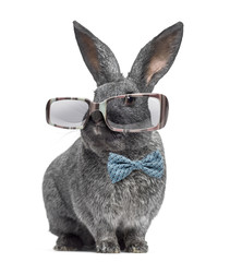 Naklejka premium Argente rabbit wearing glasses and bow tie isolated on white
