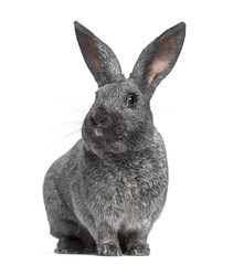 Argente rabbit facing isolated on white