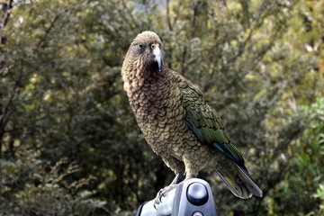 Kea parrot portrait (Nestor notabilis). It's the world's only alpine parrot live in forested and alpine regions of the South Island of New Zealand.
