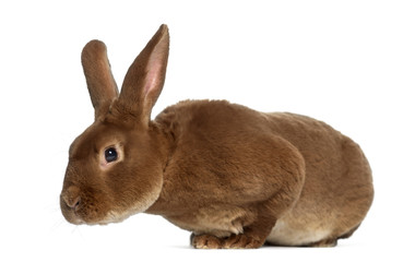 Side view of Rex rabbit leaning isolated on white
