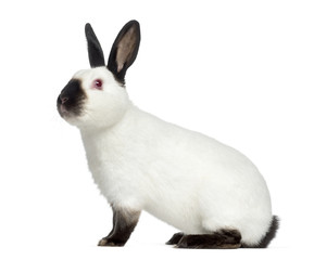 Side view of Russian rabbit isolated on white