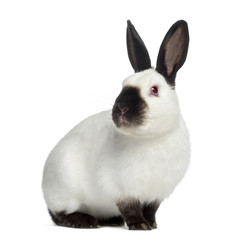 Russian rabbit isolated on white