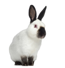 Front view of Russian rabbit isolated on white