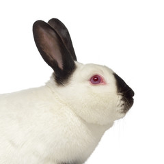 Close-up of Russian rabbit isolated on white