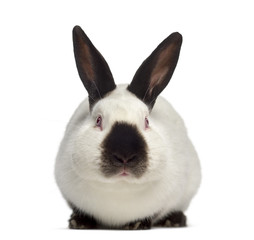 Front view of Russian rabbit isolated on white